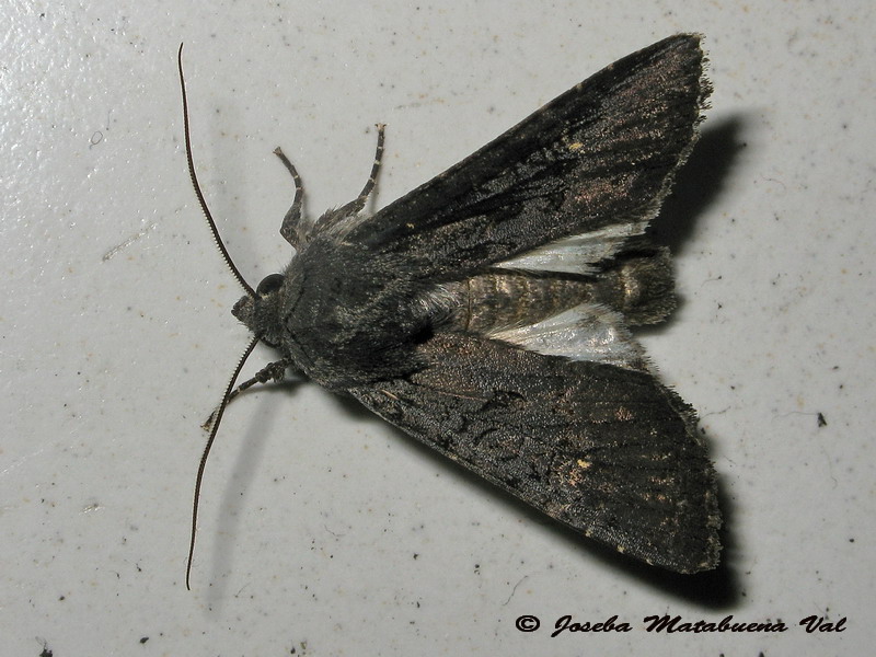 Aporophyla nigra - Noctuidae